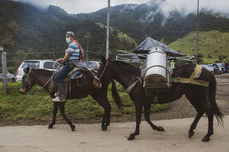 Mule Riding